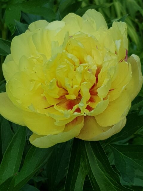 Itoh ‘Lemon Dream’, photo Aulikki Salmia