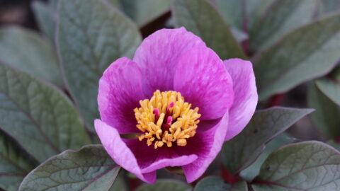 The reticulate evolution and hybridization of herbaceous peonies