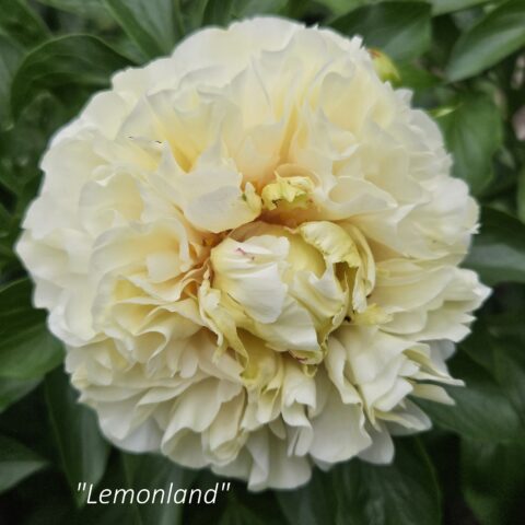 Lemon Chiffon x Greenland - Teppi Kinnari