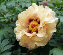 Peony Hybridizers: Gamoletti Roberto