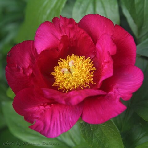 Liboria Maas (Fawkner, 2003) Image by Marina Balasis