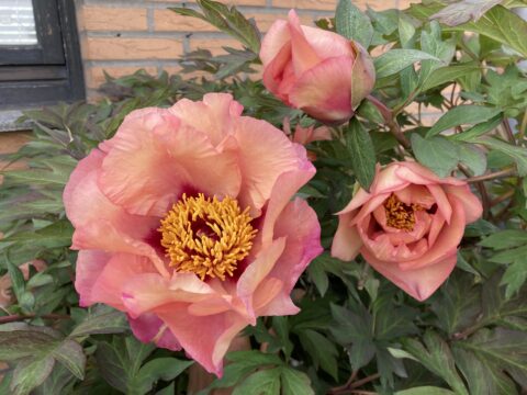 Lucky Luke (Tetzlaff)