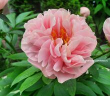 Peony Hybridizers: Pavlova Larisa
