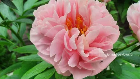 Peony Hybridizers: Pavlova Larisa