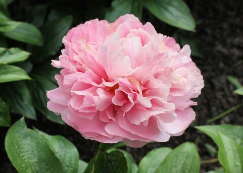 Marengo (Future Peonies) Marengo (Future Peonies)