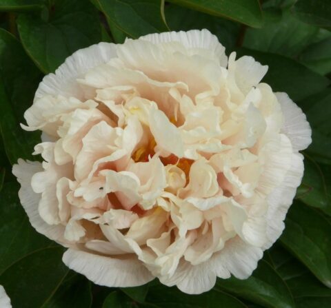 Maria Fairfax (Fawkner, 2001). Image by Оранжевый Сад