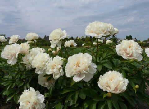 Maria Fairfax (Fawkner, 2001). Image by Оранжевый Сад