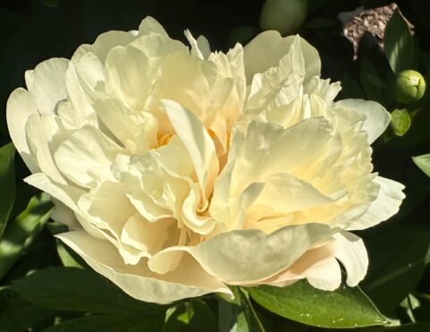 Maria Fairfax (Fawkner, 2001). Image by Оранжевый Сад