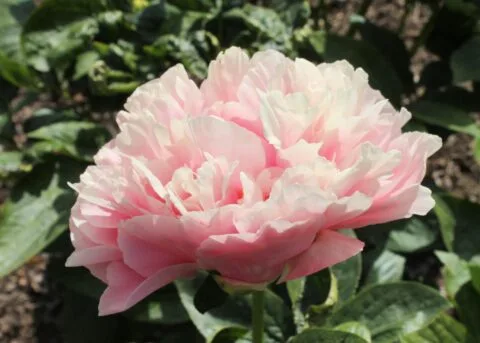 Peony Hybridizers: Jong Richard – The Peony Society