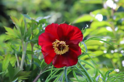 Mme Coutant (Rieck & Schmitt, 2011)