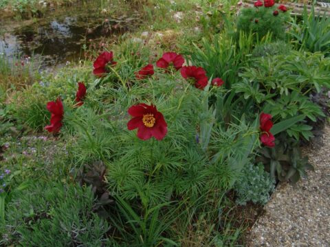 Mme Coutant (Rieck & Schmitt, 2011)