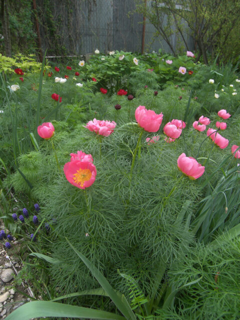 Garden of Sergey Banketov