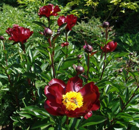 Nachtigall (Nightingale) (Rieck, 2017)