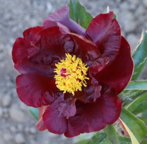 Nachtigall (Nightingale) (Rieck, 2017)