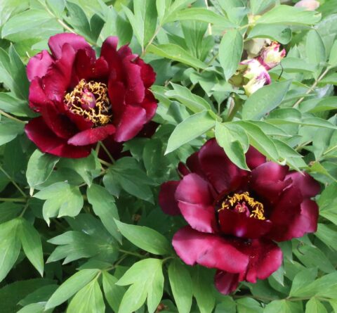 Nachtmusik (Night Music) (Rieck, 2018)