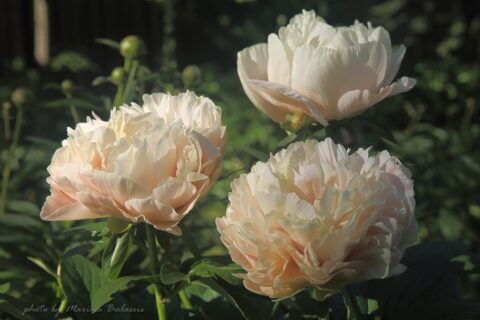 Northrepps (Fawkner, 2010) Image by Marina Balasis