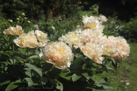 Northrepps and Southrepps in the garden, image by Marina Balasis