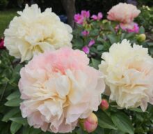 Peony Hybridizers: Kinnari Teppi