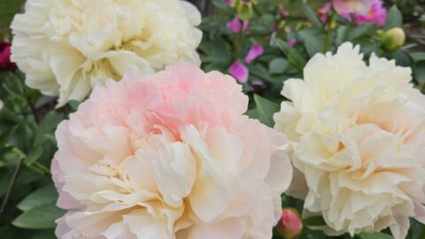 Peony Hybridizers: Kinnari Teppi
