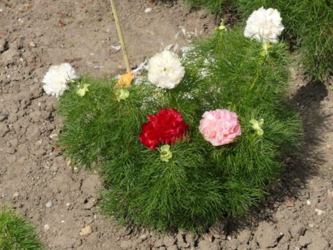 P. tenuifolia double white with a red and pink stem placed in between for comparison (Image from Arbeitsgemeinschaft Pfingstrosenz&uuml;chtung)
