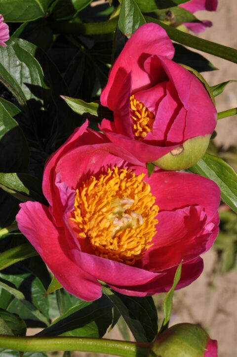 Paeonia Czech Poppy