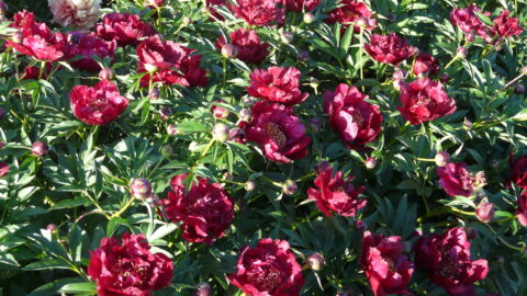 Peony Hybridizers: Giessler Wolfgang and Angelika