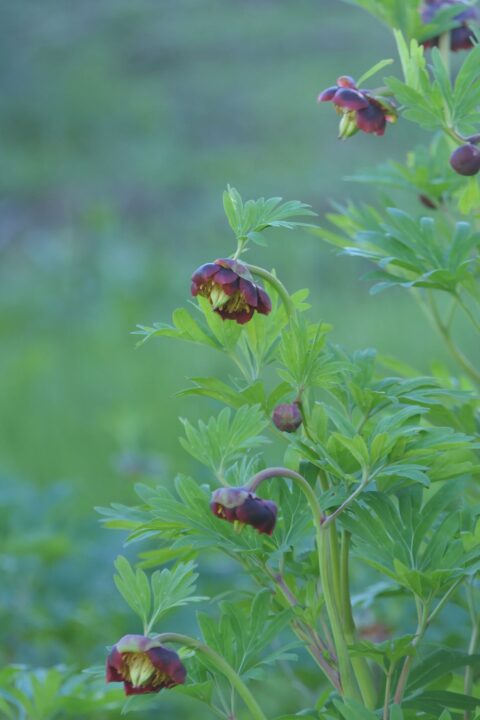 Paeonia californica - Marjorie Joan Mannos 01