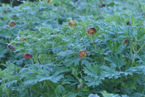 Paeonia californica - Marjorie Joan Mannos 05