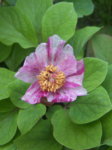 Paeonia caucasica f. alba х P. tenuifolia "Alisa"