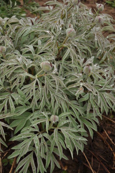 Paeonia cf officinalis Chlupacek