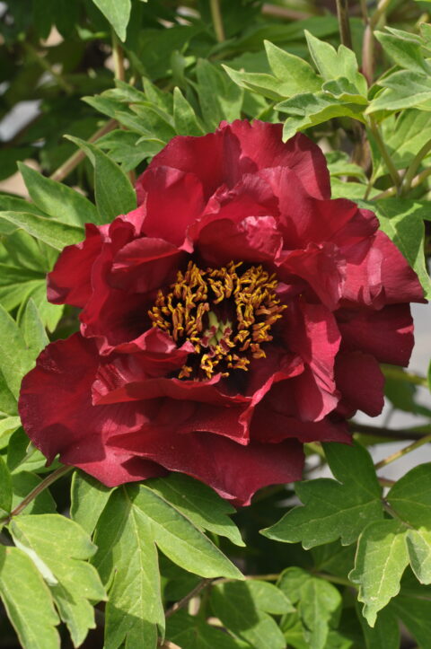 Paeonia delavayi ž P. žsuffruticosa 'Xue Gui'