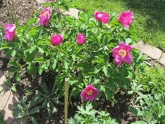 Paeonia caucasica syn. Paeonia kavachensis