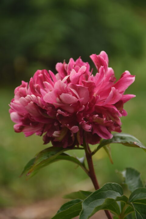 Paeonia lactiflora 'Lugduē'