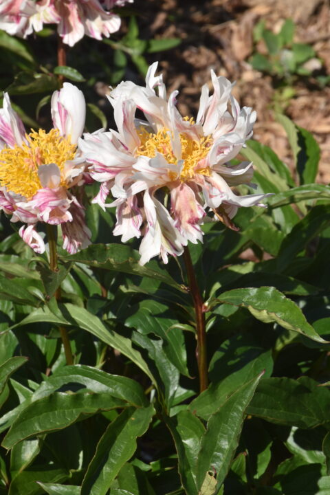 Paeonia lactiflora 'Radbug'