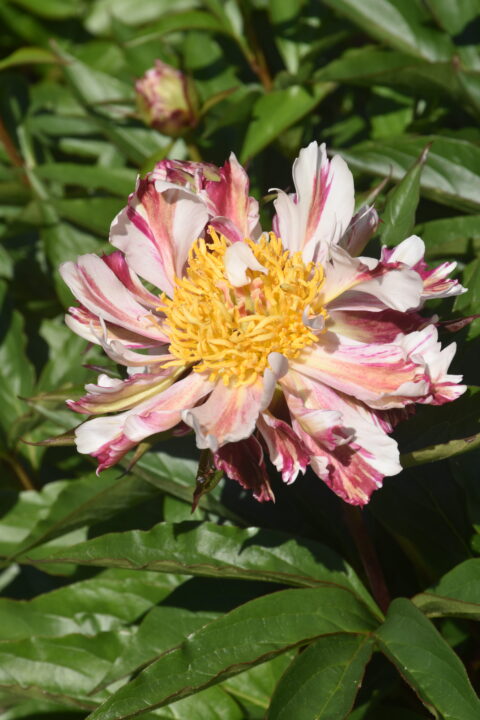 Paeonia lactiflora Gorbag