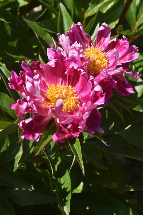 Paeonia lactiflora Mauh」r