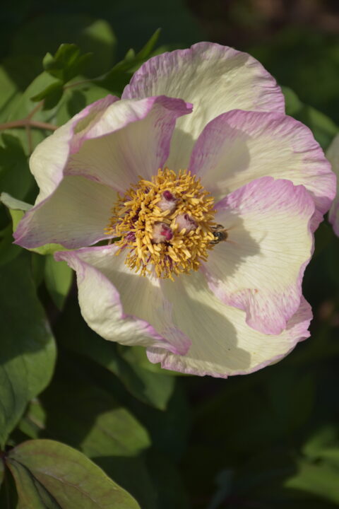 Paeonia mlokosewitschii-hybr. 'Napipi'