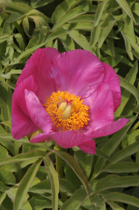 Paeonia officinalis group Chlup Ÿek