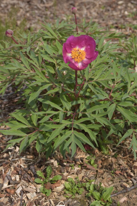 Paeonia officinalis group Paeonia 'Pr…honickì trpasl¡k'