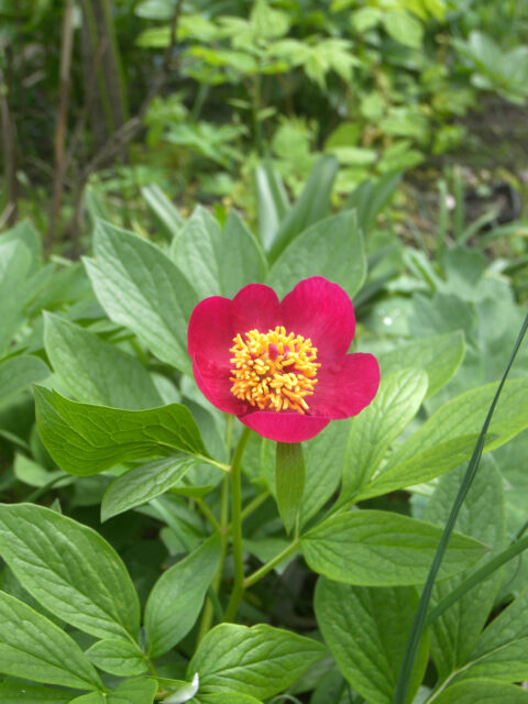 Paeonia peregrina x wittmaniana