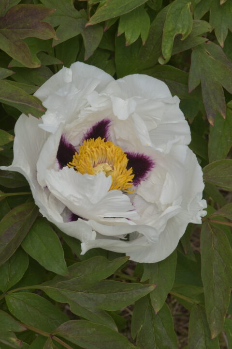 Paeonia suffruticosa Trojan Black Eyed Bride (7)