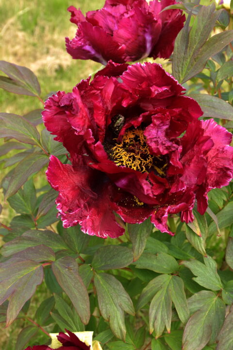 Paeonia suffruticosa Trojan Gypsy Princess (3)