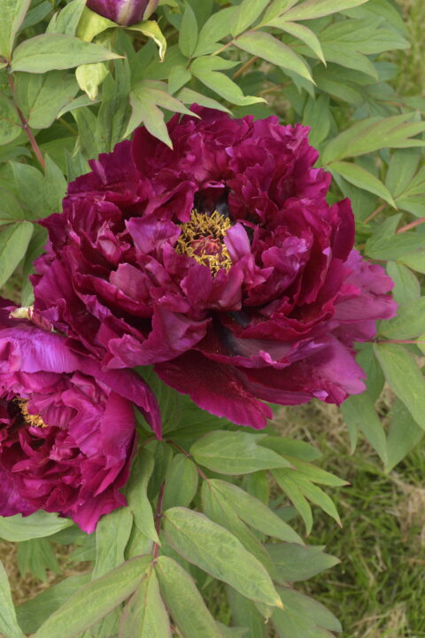 Paeonia suffruticosa Trojan Night