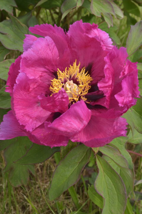 Paeonia suffruticosa Trojan Tomahawk