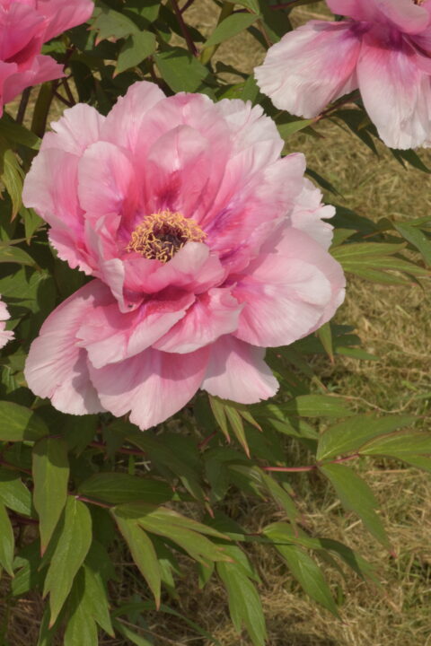 Paeonia suffruticosa Trojan Vanile Morning