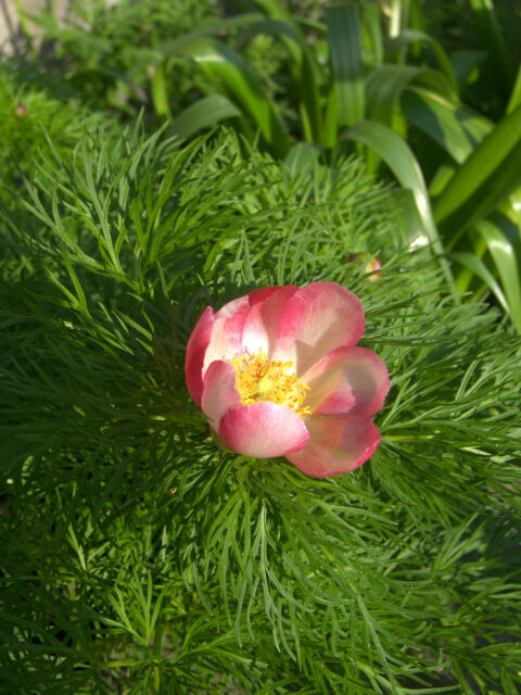 Paeonia tenuifolia Knyaginya Olga
