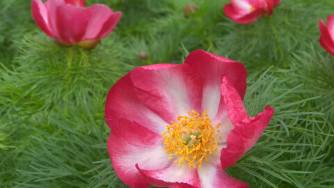Peony Hybridizers: Banketov Sergey