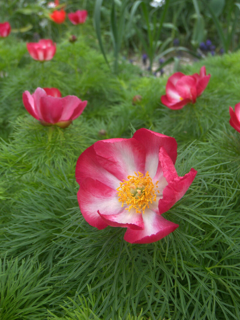 Paeonia tenuifolia Pyatigorsk