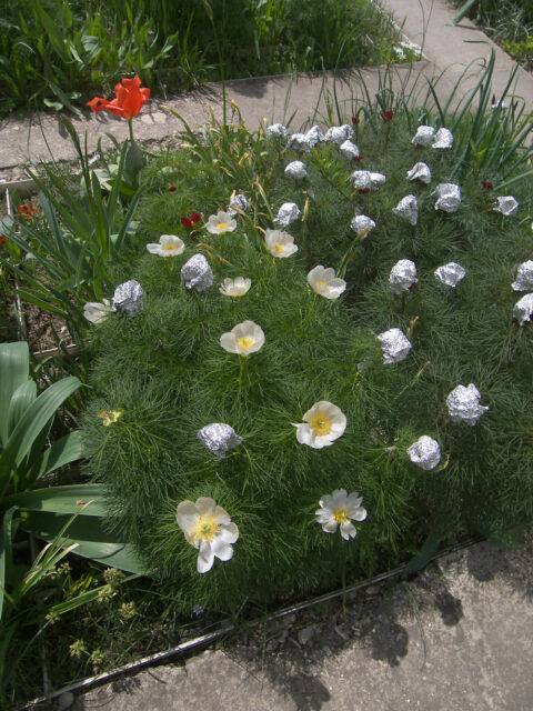 Paeonia tenuifolia f. alba