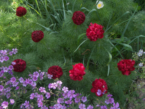 Paeonia tenuifolia Dimon